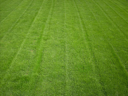 Lawn
